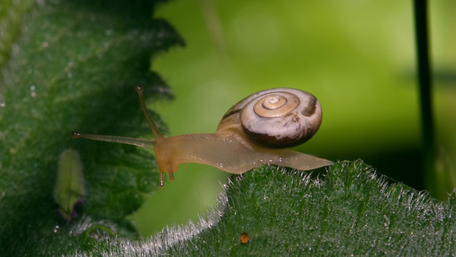 Обои картинки фото животные, улитки, улитка