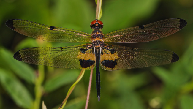 Обои картинки фото животные, стрекозы, стрекоза