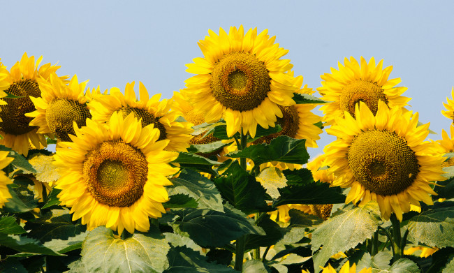 Обои картинки фото цветы, подсолнухи