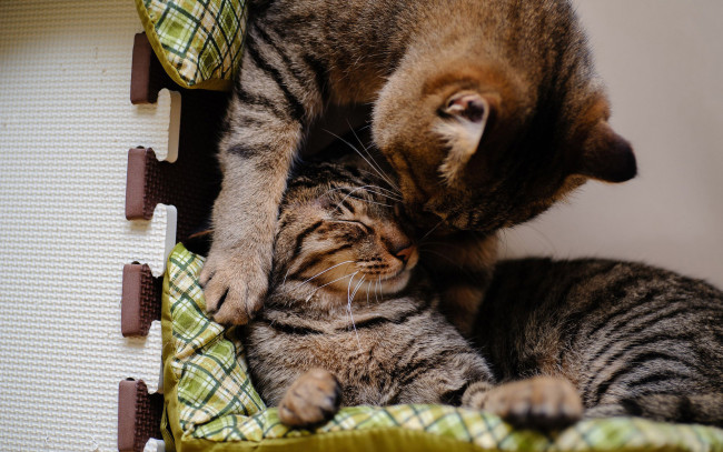Обои картинки фото животные, коты, любовь