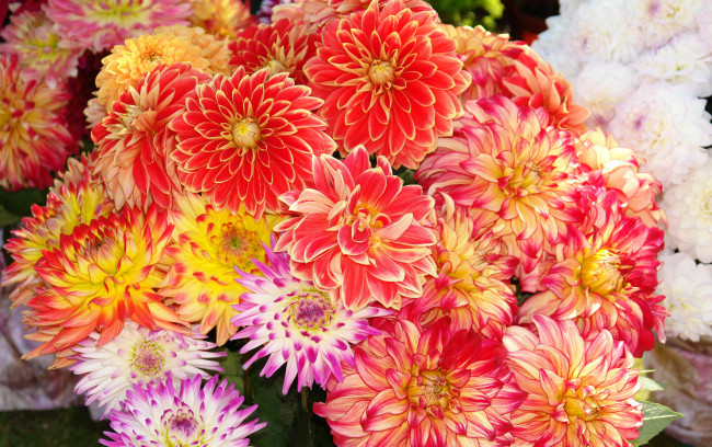 Обои картинки фото цветы, георгины, много
