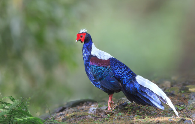 Обои картинки фото животные, фазаны, красавец