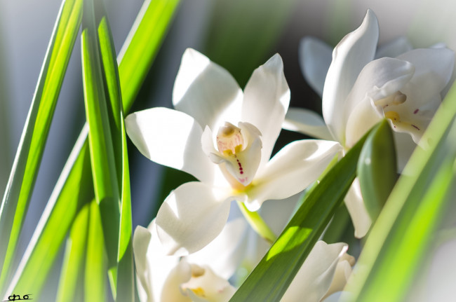 Обои картинки фото цветы, орхидеи, белый