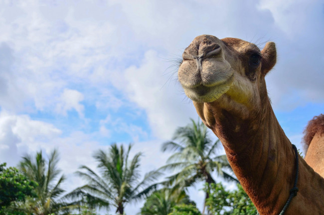 Обои картинки фото животные, верблюды, верблюд