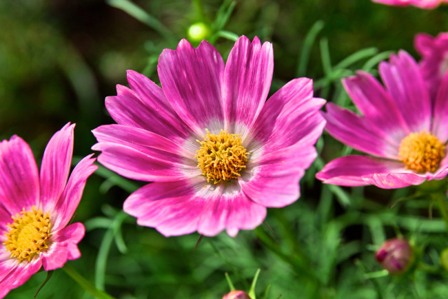 Обои картинки фото цветы, космея, макро