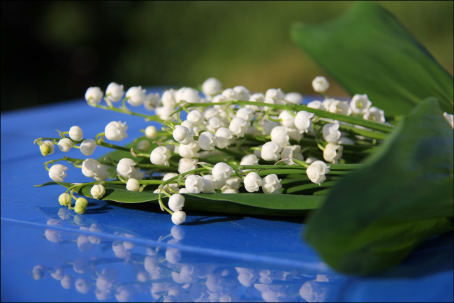 Обои картинки фото цветы, ландыши, белый