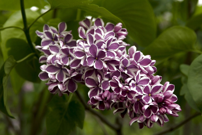 Обои картинки фото цветы, сирень, гроздь