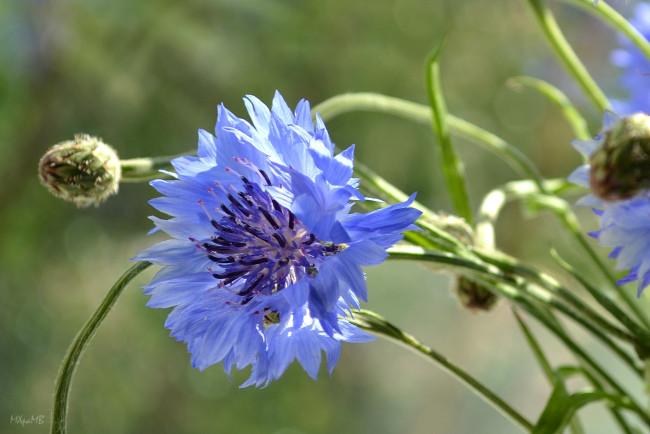 Обои картинки фото цветы, васильки, голубой