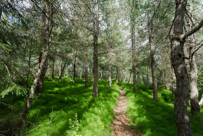 Обои картинки фото природа, дороги, лес, тропинка