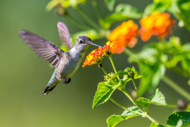 Обои картинки фото животные, колибри, цветок