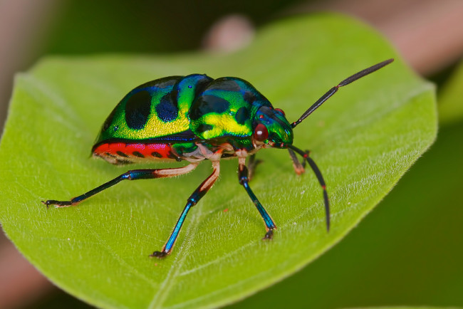 Обои картинки фото животные, насекомые, жучок