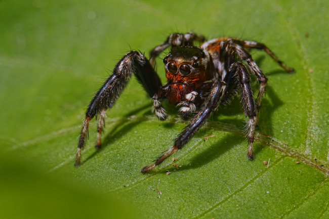 Обои картинки фото животные, пауки, паучок