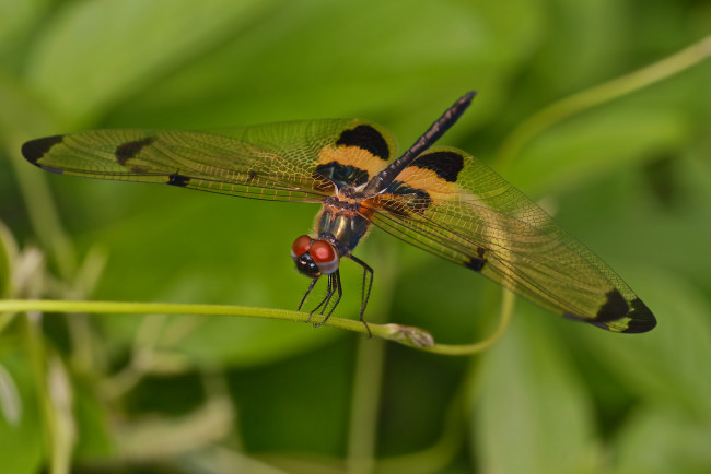 Обои картинки фото животные, стрекозы, стрекоза