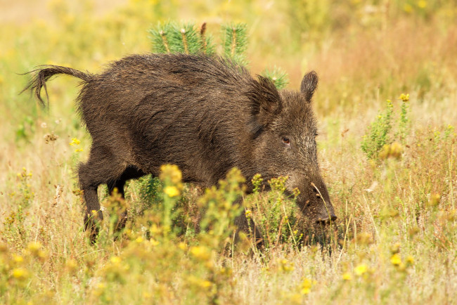 Обои картинки фото животные, свиньи,  кабаны, кабан