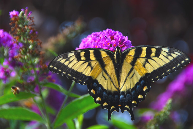 Обои картинки фото животные, бабочки, крылья