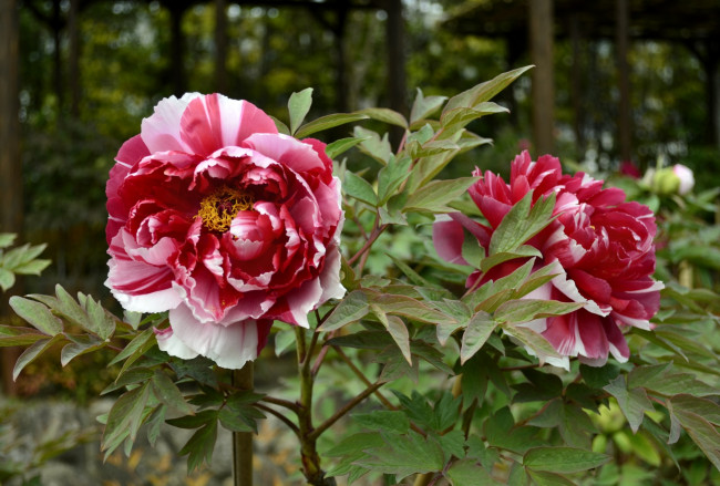 Обои картинки фото цветы, пионы, пестрый