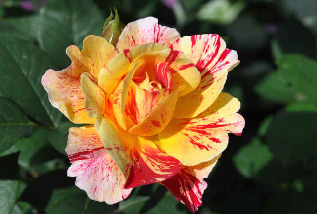 Обои картинки фото цветы, розы, пестрый