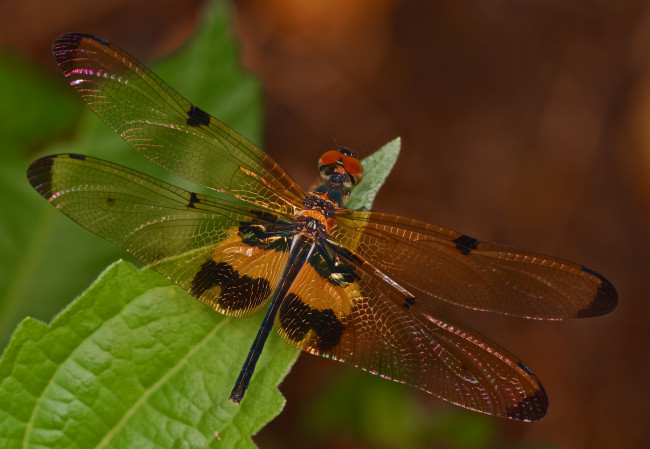 Обои картинки фото животные, стрекозы, стрекоза