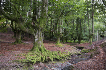 Картинка природа лес ручей