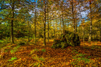 Картинка природа лес листва деревья осень