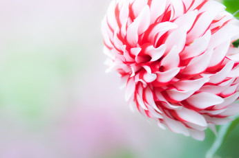 Картинка цветы георгины бутон лепестки цветок обои