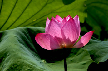 Картинка цветы лотосы фон бутон лепестки