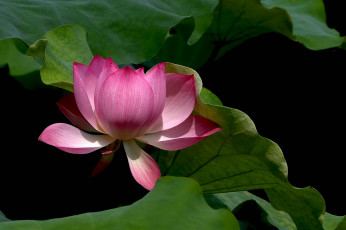 Картинка цветы лотосы фон лепестки бутон