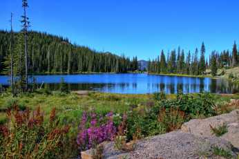 Картинка природа радуга река лес