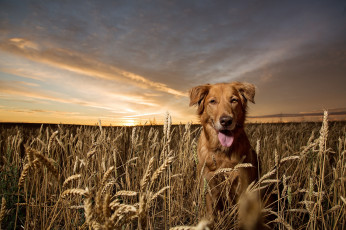 Картинка животные собаки пес