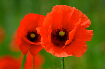 Картинка цветы маки лепестки природа макро мак