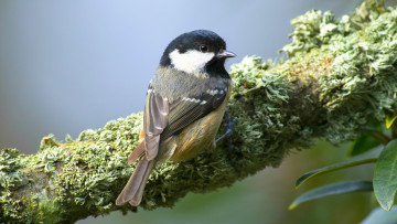 Картинка животные синицы +лазоревки ветка синица птица