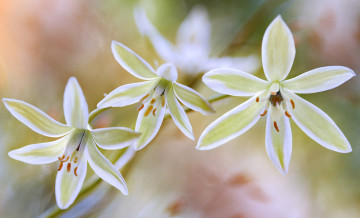 Картинка цветы макро лепестки растение