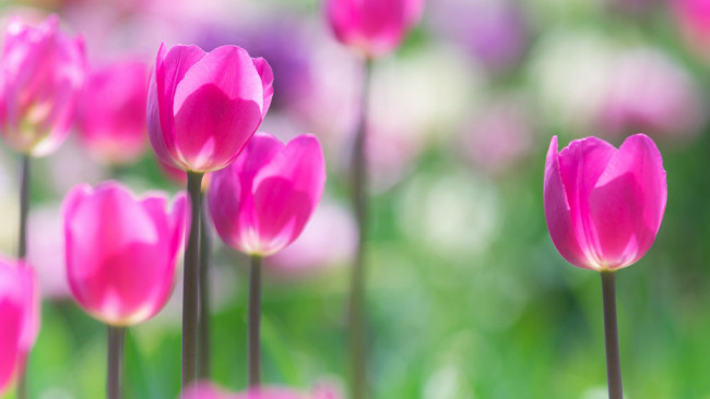 Обои картинки фото цветы, тюльпаны, лепестки, стебель, луг, весна