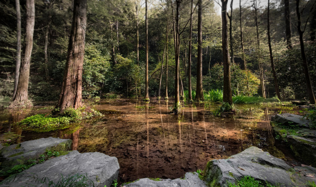 Обои картинки фото природа, реки, озера, лес, река