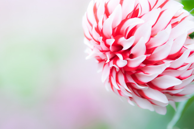 Обои картинки фото цветы, георгины, бутон, лепестки, цветок, обои