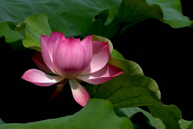 Обои картинки фото цветы, лотосы, фон, лепестки, бутон