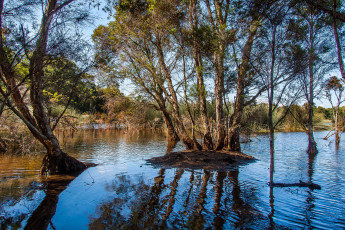 Картинка природа реки озера река лес