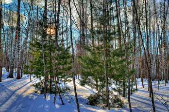 Картинка природа зима снег