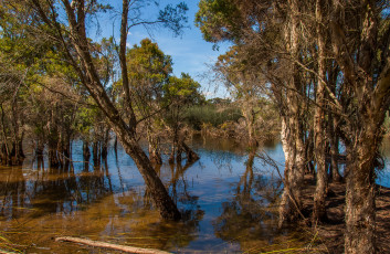 Картинка природа реки озера лес река