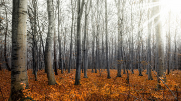 Картинка природа лес осень