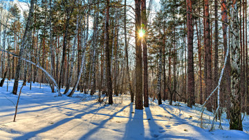 Картинка природа зима снег