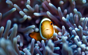 Картинка животные рыбы актиния взгляд клоун рыба