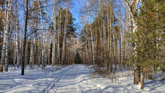 Обои картинки фото природа, зима, снег