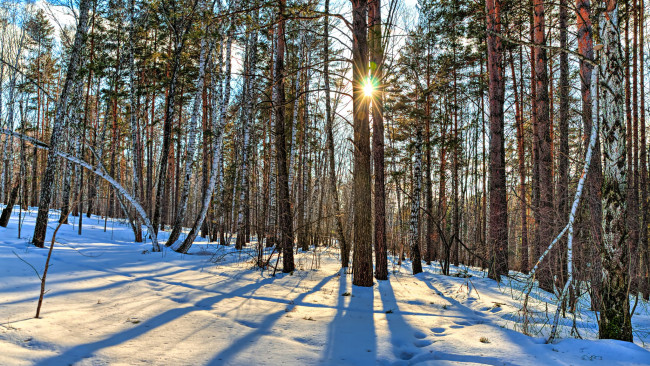 Обои картинки фото природа, зима, снег