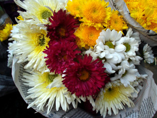 обоя цветы, хризантемы, красный, желтый, белый
