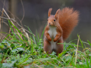 Картинка животные белки профиль растения взгляд