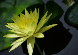 Картинка цветы лилии+водяные +нимфеи +кувшинки вода природа цветение листья кувшинка