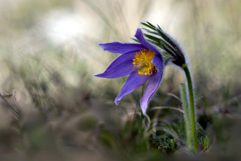Картинка цветы анемоны +сон-трава одиночка боке сон-трава