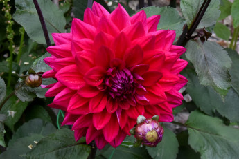 Картинка цветы георгины бутоны цветение георгин лепестки осень