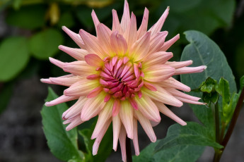 Картинка цветы георгины бутоны лепестки цветение георгин